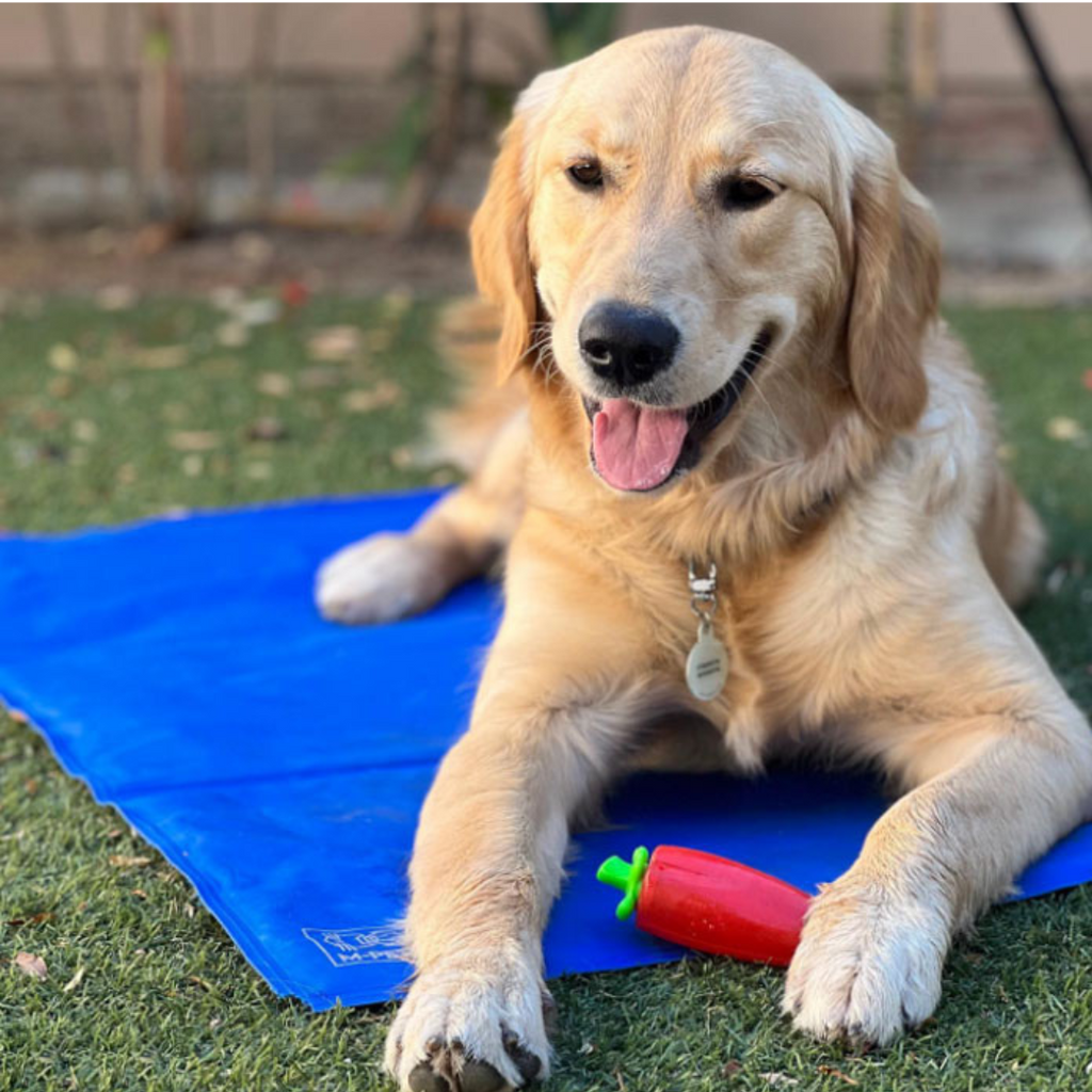 Cool Mat Alfombra Fría para Mascota