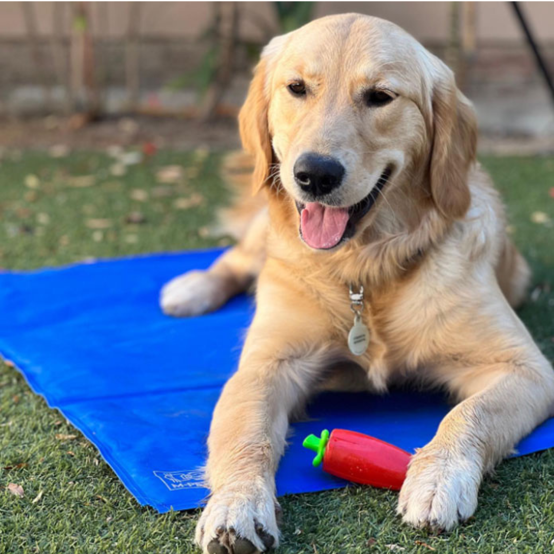 Cool Mat Alfombra Fría para Mascota